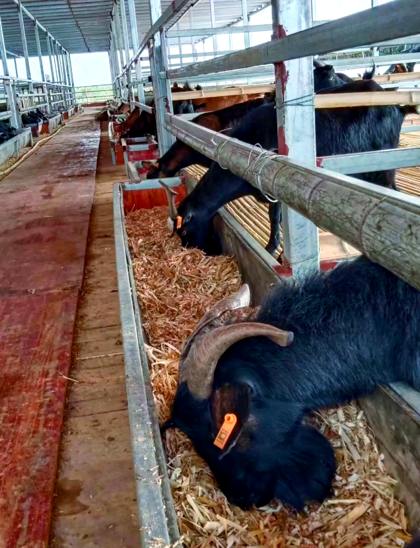 容光镇：养好“致富羊” 扩宽增收路